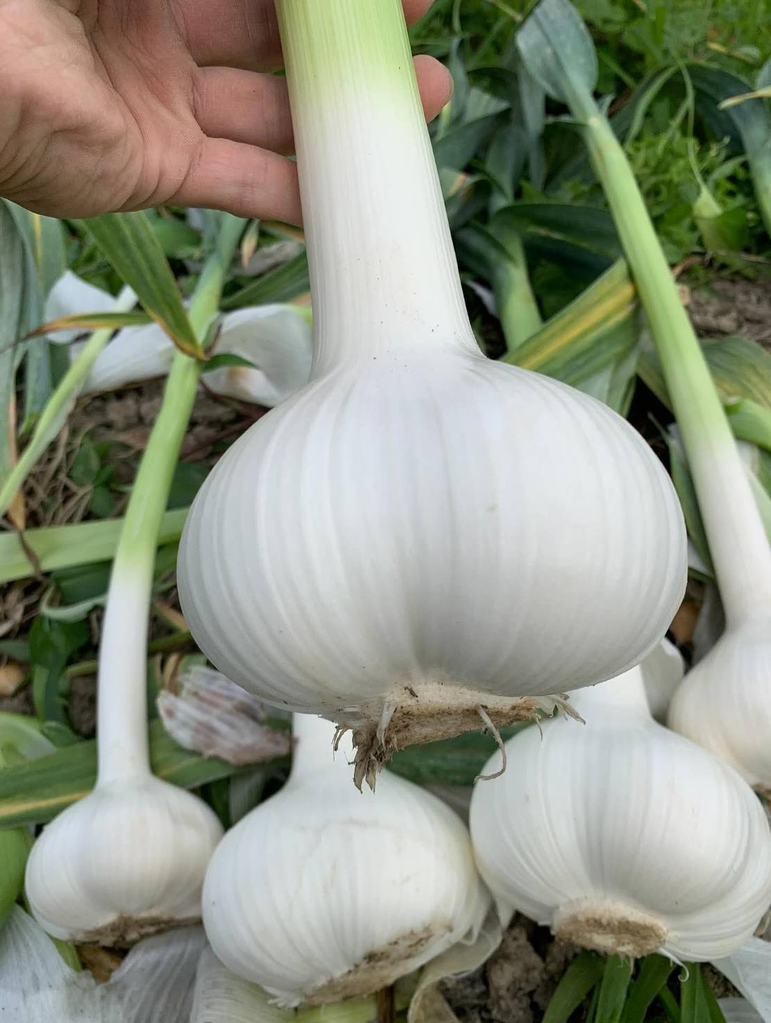 single-garlic